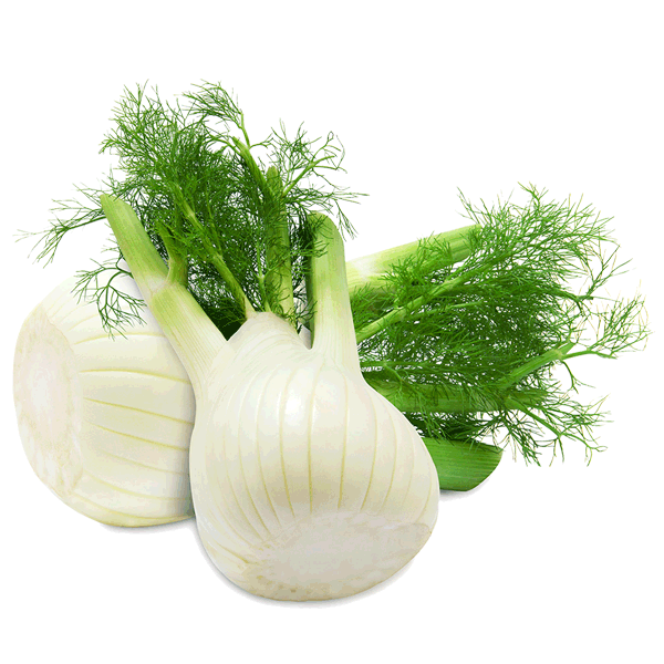 fragrance-Fennel