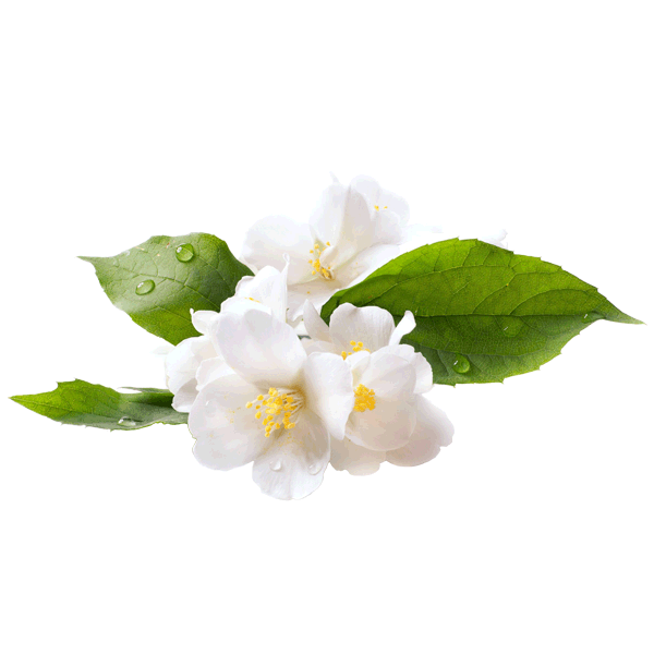 fragrance-Jasmine