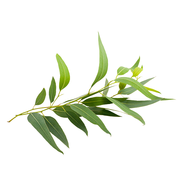 190604IEucalyptus(600x600)